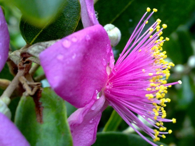 Nhụy của hoa cũng mang một màu với cánh.