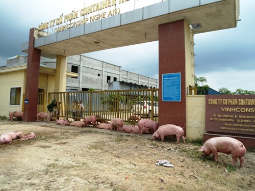Gần 100 con lợn được người dân lùa vào sân một công ty gần đó.