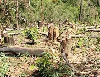 Ninh Thuận: Gần 20 ha rừng phòng hộ bị triệt hạ