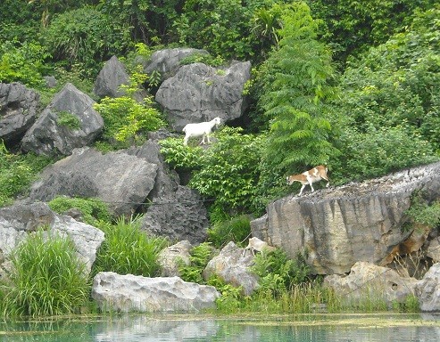 Đàn dê trắng rủ nhau lên núi kiếm ăn, một hình ảnh rất quen thuộc du khách khi đến thăm đất Ninh Bình.