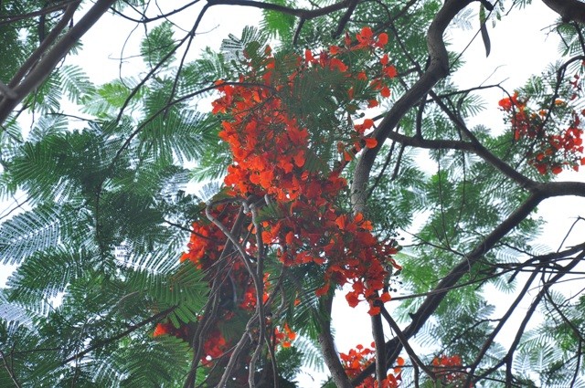 Cánh của phượng nở lớn, với 5 cánh hoa tỏa rộng màu đỏ tươi hay đỏ cam.