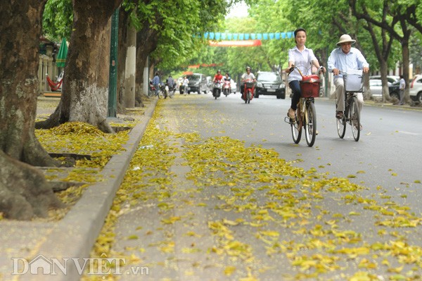 Trên phố Trần Phú, lá vàng rơi xào xạc trên hè lại lan xuống cả lòng đường.