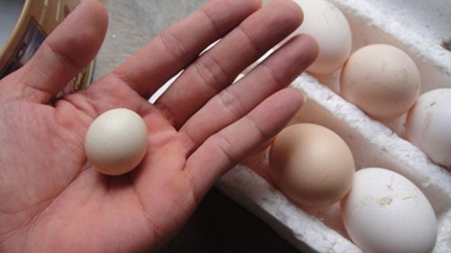 Quả trứng gà trống tại gia đình ông Trường nhỏ và tròn như hòn bi ve. Ảnh VOV Online.