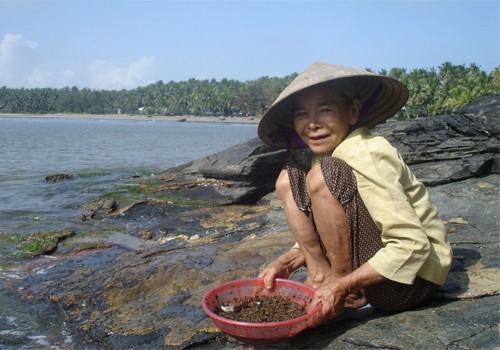 Nhiều người dân tại đây kiếm thêm thu nhập bằng nghề nhặt hải sản ven bờ.