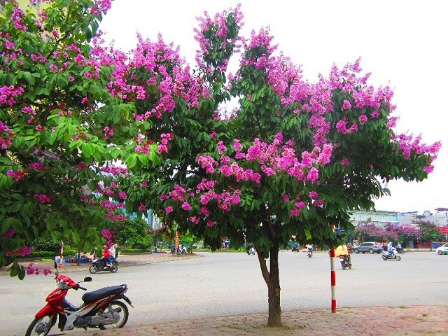 Phố phường Hà Nội rực rỡ sắc tím bằng lăng.