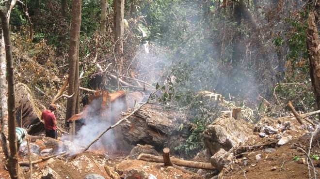 Ba cây sưa trị giá hàng trăm tỉ đồng bị đốn hạ ở rừng Phong Nha. Ảnh: TTO.