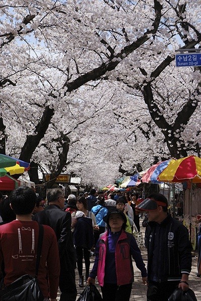Người Hàn Quốc rất thích đi dã ngoại, đặc biệt là lễ hội hoa Anh Đào vào mùa xuân...