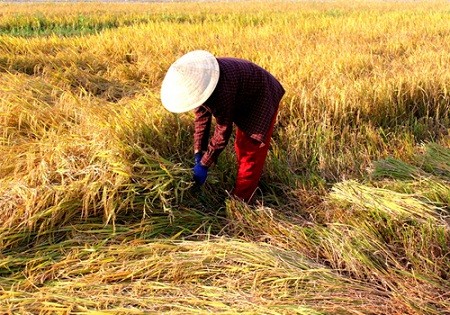 Năm nay Quảng Điền được mùa lúa, những bông lúa vàng trĩu nặng hạt.