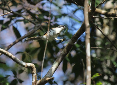 Bữa sáng ngon lành của chim Họa mi Langbian, một trong những loài đặc hữu của Việt Nam.