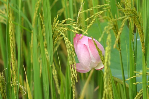 Những bông lúa nặng trĩu hạt bao bọc cánh sen hồng - loài hoa với vẻ đẹp thanh tao thuần khiết được chọn là Quốc Hoa của Việt Nam.