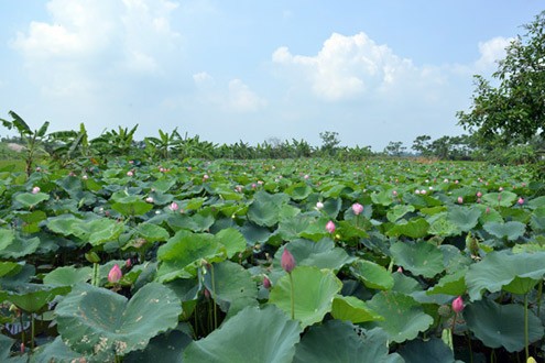Khu vực huyện Thuận Thành và Lương Tài thuộc tỉnh Bắc Ninh được cho là nơi có thể tìm thấy hoa sen Tịnh Đế Liên, tuy nhiên cũng đã có người chụp được sen đôi tại hồ sen Tây Hồ.