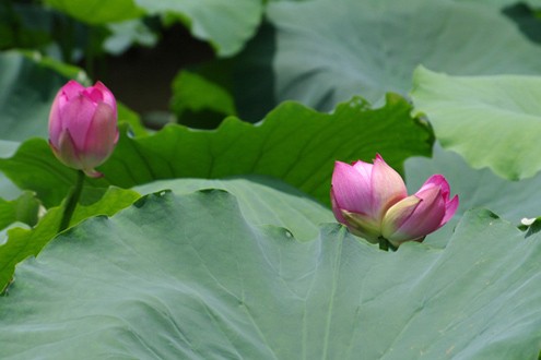 Sen Tịnh Đế được tìm thấy tại Thuận Thành, Bắc Ninh. Hai hoa sen khá lệch nhau về kích cỡ nhưng vẫn cùng một cuống. Theo chủ đầm thì giống sen này nguồn gốc từ sen Tây Hồ.