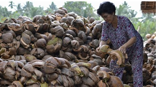 Người phụ nữ Nam Bộ này đang sắp xếp lại vỏ dừa bên ngoài cơ sở sản xuất dừa gần bờ sông ở đồng bằng sông Cửu Long.