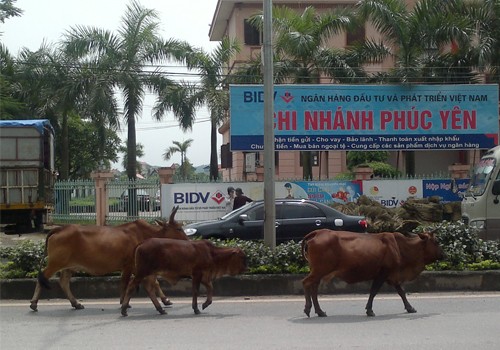 Đàn bò "hành quân" ngang nhiên giữa đường. Ảnh: Vũ Thành Bang.