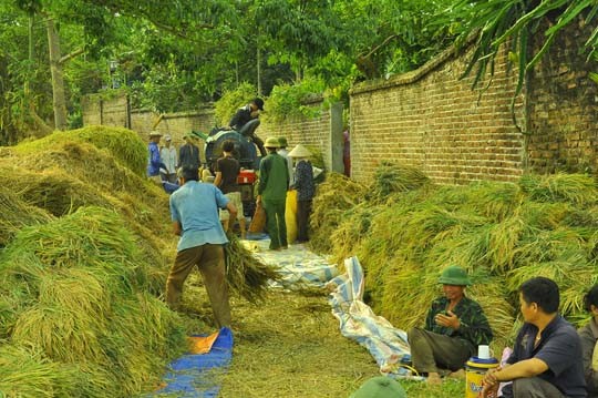 Lúa được tập kết thành một khu chờ máy tuốt đến. Những người dân địa phương cho hay, trung bình cứ mỗi 100m2 thì chủ máy lấy 12.000 đồng tiền công tuốt lúa.