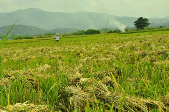 Lúa gặt ngả vàng trên những thửa ruộng.