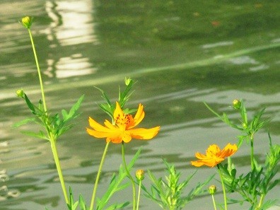 Hoa cúc mỏng manh bên hồ.