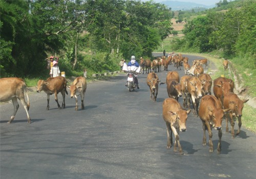 Đàn bò nghênh ngang trên đường, chụp tại quốc lộ 27, thuộc địa phận huyện Lắk. Ảnh: Tuấn Anh.