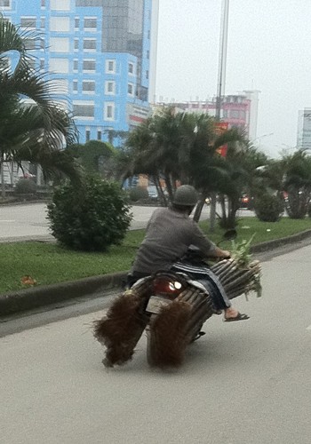 Chụp tại đường Lê Hồng Phong, Hải Phòng. Ảnh: Do Xuan Phuc.