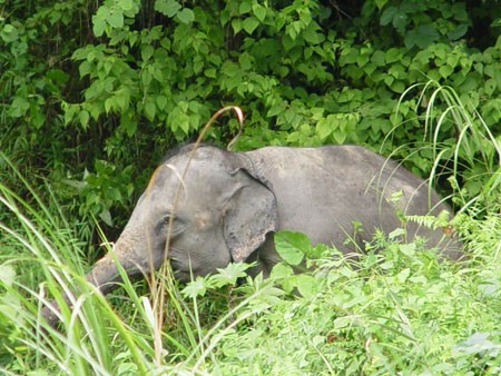 Con voi thường xuyên xuất hiện tại khu vực Khe Kèm. Ảnh của VQG Pù Mát cung cấp.