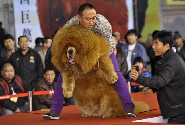 Hội chợ chó chăn cừu Tây Tạng Đối với giới siêu giàu Trung Quốc thì việc sở hữu kim cương hay những chiếc xe hơi sang trọng là điều hết sức bình thường. Đẳng cấp của sự giàu có giờ đây phải là nuôi chó chăn cừu Tây Tạng, một loại chó thuộc diện siêu khổng lồ và rất hung dữ, biểu tượng cho địa vị xã hội tại đất nước giàu thứ hai thế giới này. Có nhiều hội chợ chó hàng năm được tổ chức nhưng ấn tượng nhất là triển lãm thương mại chó cụp tai Tây Tạng hồi tháng 2 vừa qua diễn ra tại tỉnh Hà Bắc. Hội chợ với sự có mặt của hơn 1.000 con chó Tây Tạng đặc biệt thu hút giới giàu có thích chơi thú cưng khủng. Giá bán trung bình mỗi con tại hội chợ là 100.000 Euro. Tuy nhiên giá khủng hàng triệu Euro cho một con chó thì thực sự gây sửng sốt. Hội chợ chó siêu đắt này là điểm đến vô cùng hấp dẫn cho những đại gia thích chơi hàng độc.