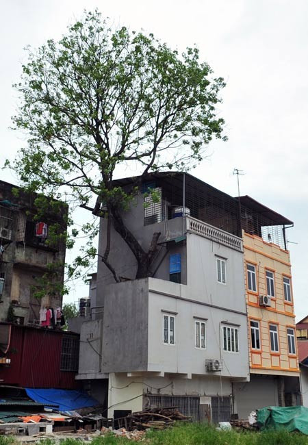 Không chỉ có diện tích quá nhỏ, ngôi nhà này còn ôm một cây cổ thụ vào trong lòng. Phía trước công trình là phần đường vẫn đang ngổn ngang.
