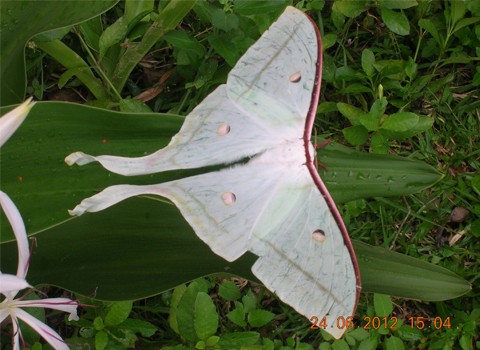 Đây là loài bướm ở Gia Vân, Gia Viễn - Ninh Bình, tôi chụp được hôm 24/6/2012 . Ảnh: Lâm Đình.