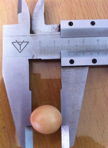 Trứng gà có kích thước rất nhỏ. Ảnh: Phan Minh Viet.