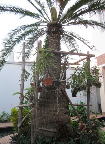 Cây vạn tuế nhà tôi cao 4 mét, gốc cây có đường kính khoảng 1 mét, đã trồng cách nay hơn 12 năm. Tháng 2 sau tết Nhâm Thìn bắt đầu trổ bông, đến nay bông cao khoảng 40cm. Ảnh: Minh Trung