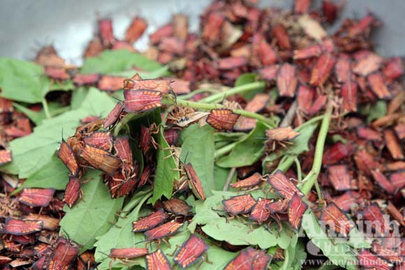 Vào những tháng này, bọ xít sinh sản trên cây nhãn, vải nhiều, nên người Thái ở Sơn La còn gọi chợ Hát Lót là chợ bọ xít.