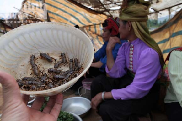 Người Thái luôn xem côn trùng là món ăn bổ dưỡng.