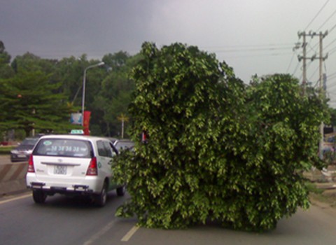 Xe chở cây đi giữa đường ở Long Khánh, Đồng Nai. Ảnh: Nguyễn Gia Thịnh.