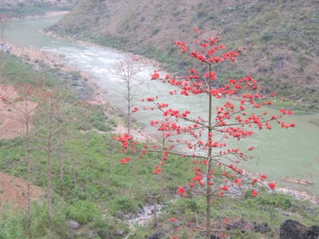 Hoa gạo nở đỏ rực tô điểm thêm vẻ đẹp của dòng sông Nho Quế
