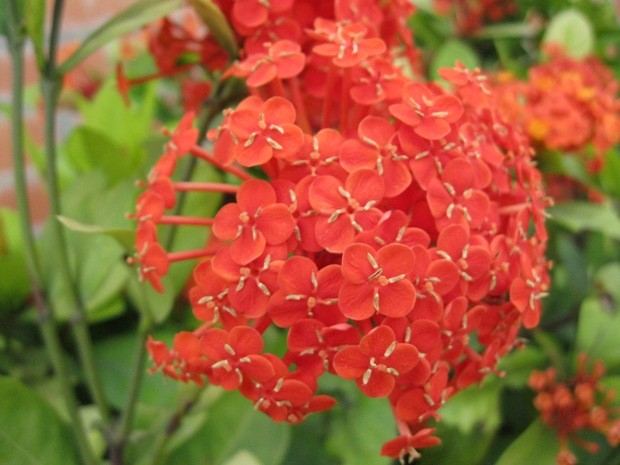 Cây hoa bông trang, miền Bắc còn gọi là hoa mẫu đơn hay hoa đơn có giống màu đỏ, giống màu vàng và màu trắng.