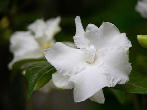 Hoa ngọc bút còn có tên cây hoa bánh hỏi nhài tây. Cây cho hoa trắng thành chùm ở ngọn cành có mùi thơm nhẹ, cành lá xanh tươi, rụng lá mùa đông. Cho hoa chủ yếu vào mùa hè