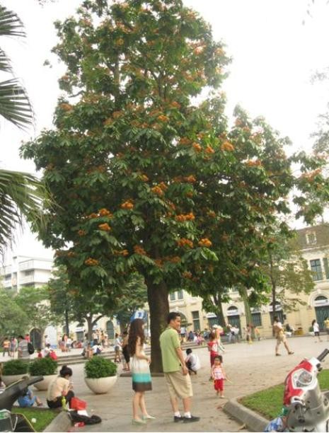 Hoa Vô ưu (Vàng anh), là một lòai cây có nguồn góc từ Ấn Độ, Không chỉ độc đáo ở cái tên Vô ưu, loài hoa còn được biết đến như một biểu tượng của Phật Giáo.