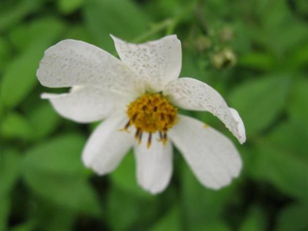 Hoa xuyến chi bé nhỏ, mong manh mà mướt mát, tinh khôi đủ để kiêu sa dù cho xuyến chi chỉ là một loài hoa dại chốn đồng quê.