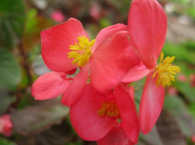Hoa thu hải đường trường sinh, cây có nguồn gốc từ Brazil. Cụm hoa màu hồng pha đỏ, đẹp, nhị vàng lộ rõ.