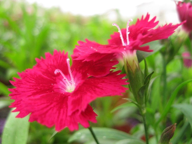 Người ta quen gọi cẩm chướng bởi vì hoa có nhiều màu sắc đẹp, giống như bức trướng bằng gấm nhiều màu sắc. Hoa có nguồn gốc từ Địa Trung Hải và chuyển vào Việt Nam từ nửa đầu thế kỷ 20.