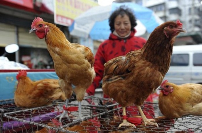 Số ca mắc cúm gia cầm H7N9 tại Trung Quốc đã lên 7 người