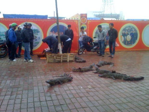 Hàng chục con cá sấu được nhóm thanh niên đem đến thả ngổn ngang trên vỉa hè chờ thịt bán cho khách hàng.
