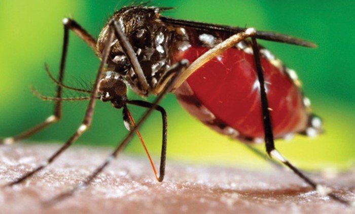 Muỗi Aedes aegypti sẽ mang tác nhân sinh học Wolbachia