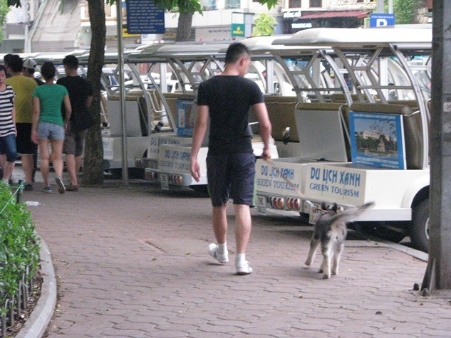 Chú chó nhỏ đáng yêu có vẻ thích thú khi được chủ của nó dẫn dắt dạo phố phường mát mẻ.