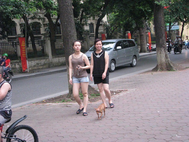 Thật mát mẻ và thư thái khi có cún cưng cùng xuống phố.