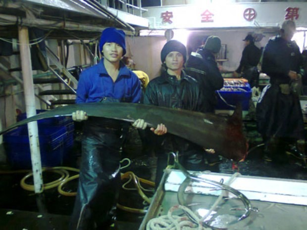 Các thuyền viên đang làm việc trên tàu cá Đài Loan. Ảnh : Người lao động