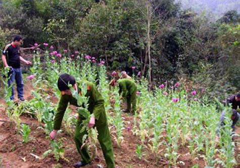 Phấn đấu đến năm 2015, không để xảy ra việc trồng và tái trồng cây chứa chất ma túy; triệt xóa 100% số diện tích cây chứa chất ma túy trồng trái phép được phát hiện…, nguồn:Baolangson.vn