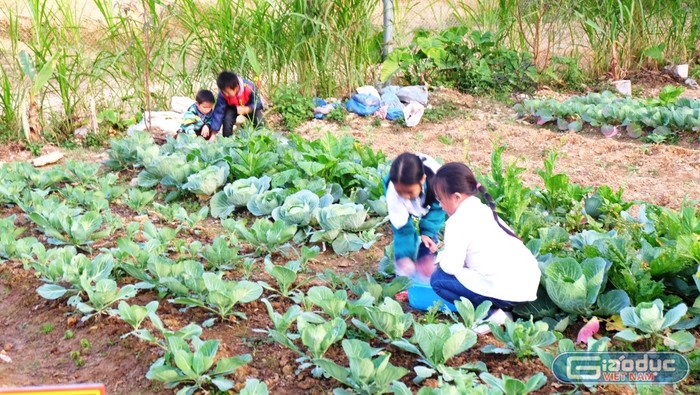 Sau giờ học, các bạn nhỏ trường Đồng Văn B lại tích cực hào hứng ra vườn nhổ cỏ bắt sâu, tưới nước cho vườn rau của lớp.