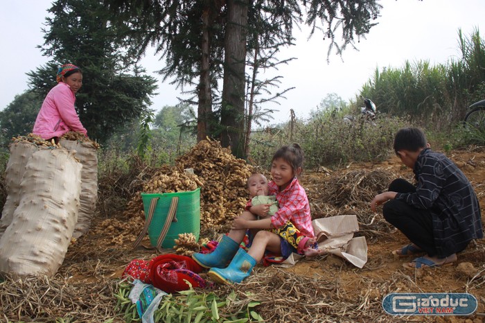 Trẻ em thôn Suôi Thầu, Thị trấn Cốc Pài, Xín Mần theo mẹ ngày mùa.