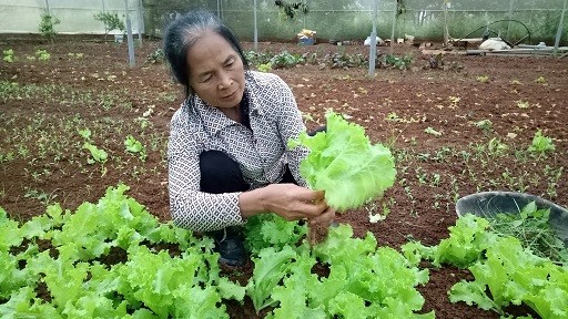 Hợp tác xã nông nghiệp rau an toàn VietGAP do bà Luyến làm giám đốc, trồng rau xanh quanh năm. Các loại rau trái vụ cũng phát triển xanh tốt ở vùng cao nguyên Mộc Châu. Ảnh: Báo Dân Việt.