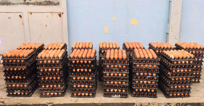 7200 quả trứng gà được Đại học Sao Đỏ mua hỗ trợ tiêu thụ cho người nuôi.
